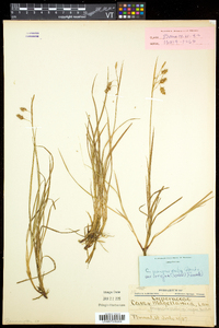 Carex magellanica subsp. irrigua image