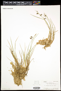 Carex magellanica image