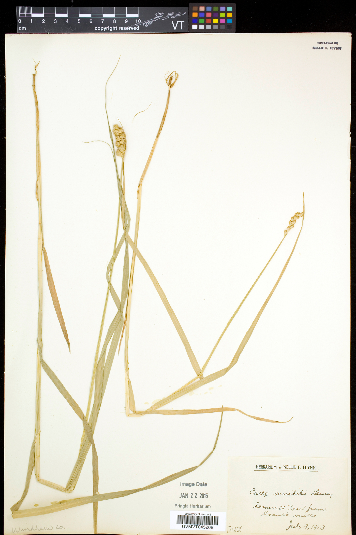 Carex mirabilis image