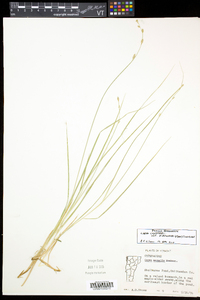 Carex canescens subsp. disjuncta image