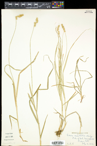 Carex normalis image