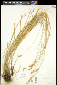 Carex normalis image