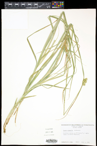 Carex normalis image