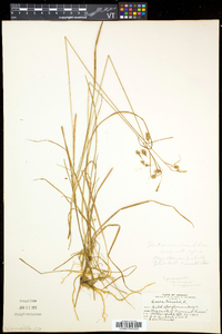 Carex magellanica image