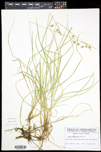 Carex magellanica subsp. irrigua image