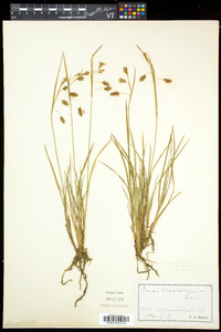 Carex magellanica subsp. irrigua image