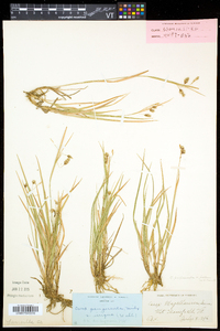 Carex magellanica subsp. irrigua image