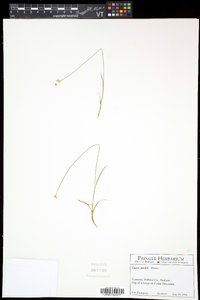 Carex peckii image