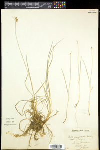 Carex magellanica image