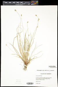 Carex peckii image