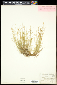 Carex novae-angliae image