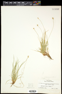 Carex peckii image