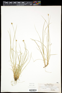 Carex peckii image