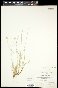 Carex peckii image