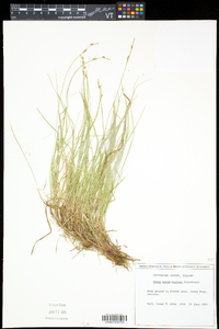 Carex novae-angliae image