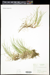 Carex novae-angliae image