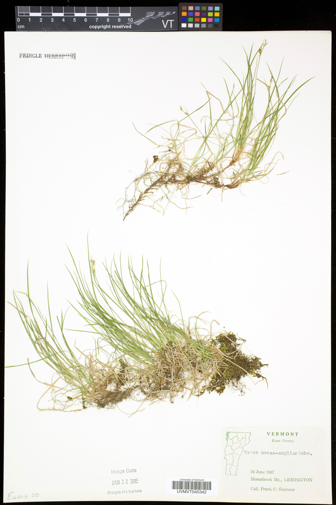 Carex novae-angliae image