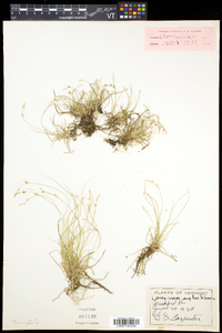 Carex novae-angliae image