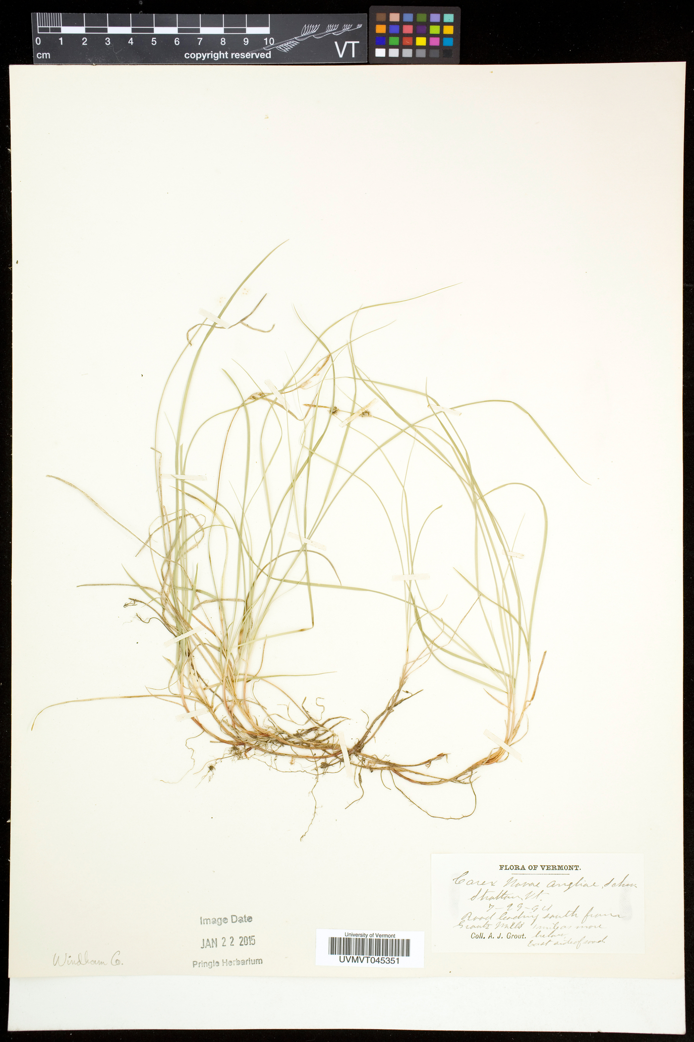 Carex novae-angliae image