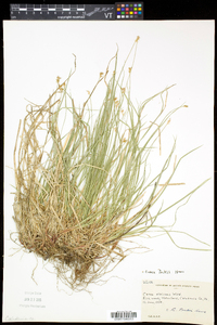 Carex peckii image