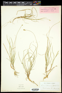 Carex peckii image