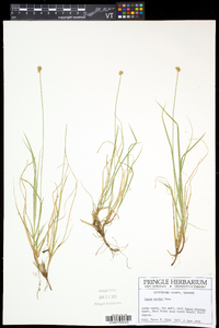 Carex peckii image