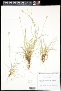 Carex peckii image