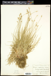 Carex peckii image