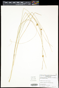 Carex oligosperma image