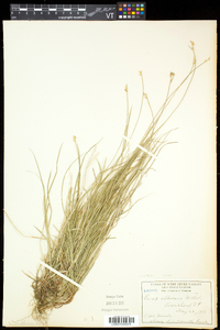 Carex peckii image