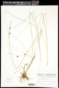 Carex oligosperma image