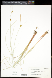 Carex oligosperma image