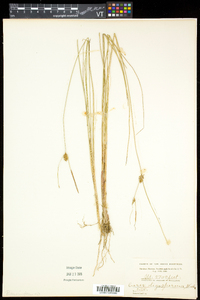 Carex oligosperma image