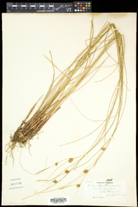 Carex oligosperma image