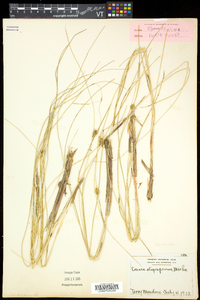 Carex oligosperma image