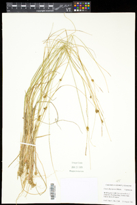 Carex oligosperma image