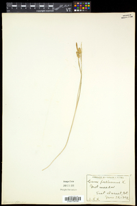 Carex pallescens image