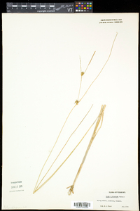 Carex oligosperma image