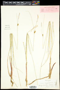 Carex oligosperma image