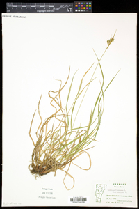 Carex pallescens image