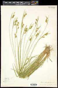 Carex pallescens image