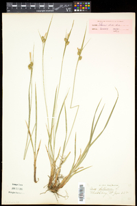 Carex pallescens image