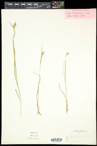 Carex pallescens image