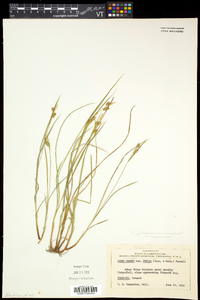 Carex pallescens image