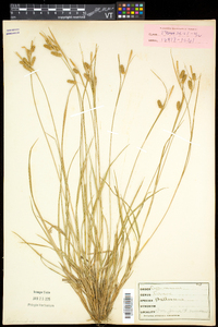 Carex pallescens image