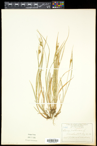 Carex pallescens image