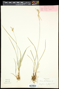 Carex pallescens image