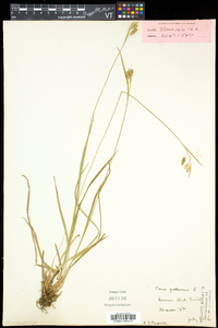 Carex pallescens image