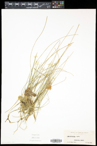 Carex pauciflora image