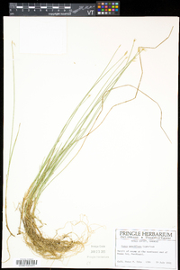 Carex pauciflora image